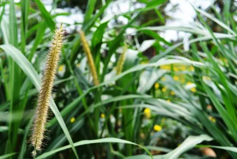 CloseUp 스톡 사진