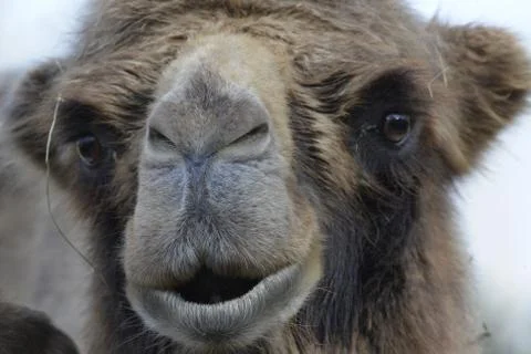 Closeup Stock Photos