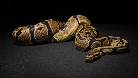 Closeup photo of brown ball python 写真素材