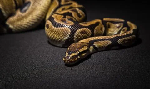 Closeup photo of brown royal python Stock-Fotos