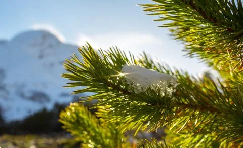 Closeup photo of pine tree branches Stock Photos