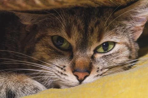 Closeup photo of tabi cat Stock Photos