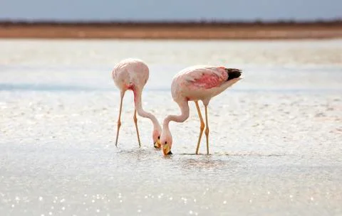 Closeup photo of trying to find a meal Andean flamingoes (Phoenicoparrus andi Stock Photos