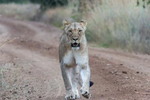 Closeup photograph of an Lioness walking on a dirt road Stock Photos
