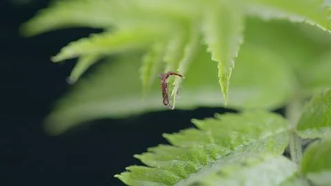 Closeup photograph showcasing a Tiny Tick Spider resting on vibrant Green Leaves Stock Photos