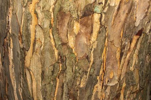 Closeup photography of a tree trunk Stock Photos