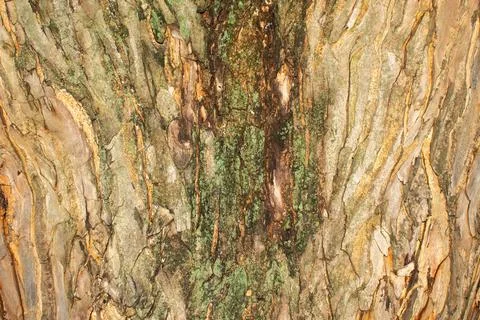 Closeup photography of a tree trunk Stock Photos