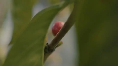 Closeup of Picking Berries Plant Stock Footage 270983856