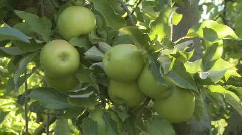 Closeup picking  Granny Smith apples Stock Footage 364617