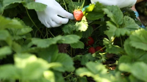 Closeup picking strawberries Stock Footage 64730836