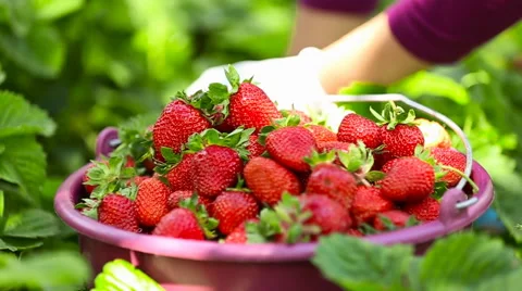 Closeup picking strawberries Stock Footage 65078810