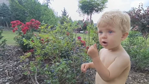 CLOSEUP picks healthy berries Stock Footage 341696896