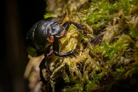 A closeup picture of a beetle bug in a forest. Dark brown and orange leaves in Stock Photos