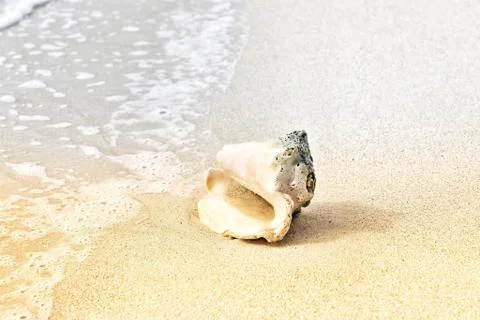 A closeup picture of an empty snail shell on a beach surrounded by sea under  Stock Photos