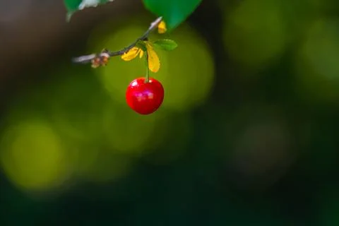 Closeup picture of a red cherry in a tree. Macro photo with light green Stock Photos