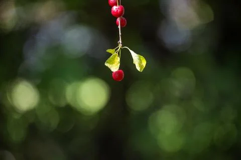 Closeup picture of red cherry in a tree. Light green background. Bokeh Stock Photos