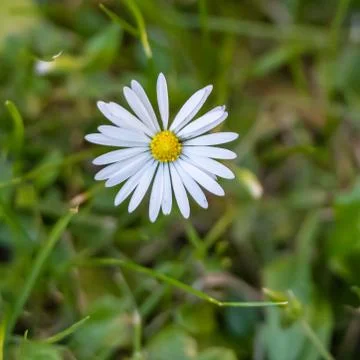 Closeup picture of a tiny white flower. Green background. Macro photography Stock Photos