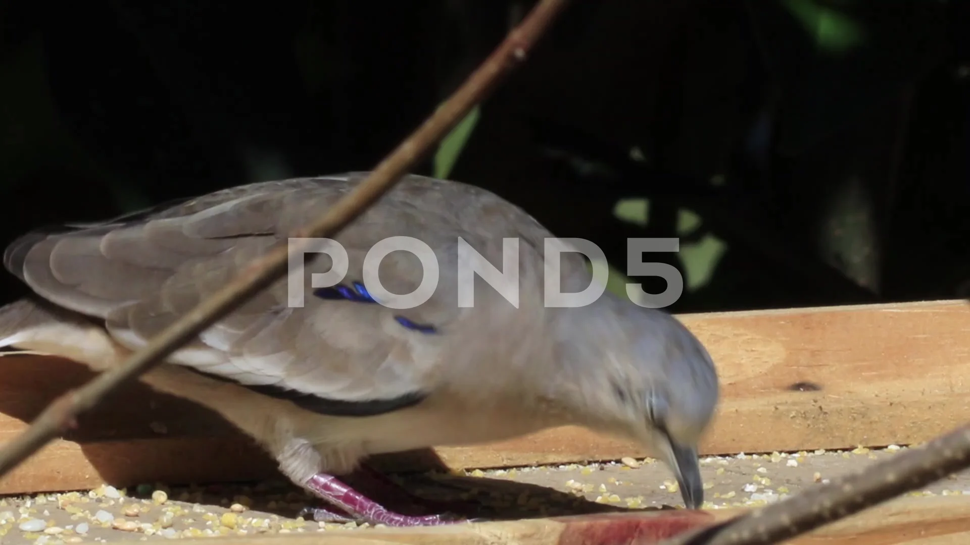 Dove Stock Video Footage Royalty Free Dove Videos Page 6