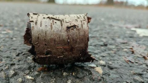 Closeup of a piece of a tree trunk on the ground Stock Photos