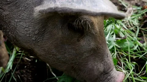 Closeup of Pig Stock Footage 142160052
