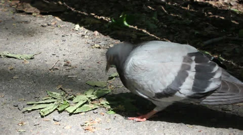 Closeup of a Pigeon in Central Park Stock-Footage 25681839