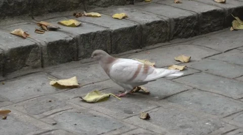 Closeup of a pigeon. Stockbeeldmateriaal 57318440