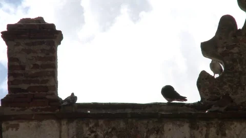Closeup of pigeon on old gothic building Stock Footage 75241352