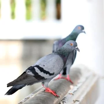 Closeup of pigeon Stock Photos
