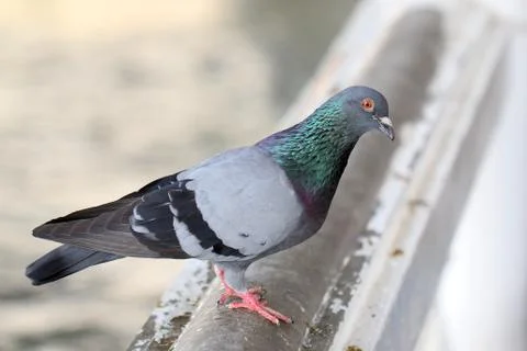 Closeup of pigeon Stock Photos