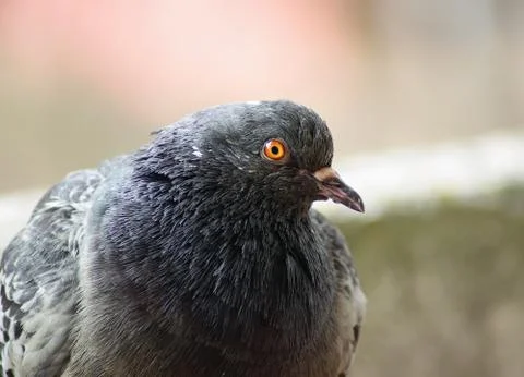 Closeup of pigeon Stock Photos