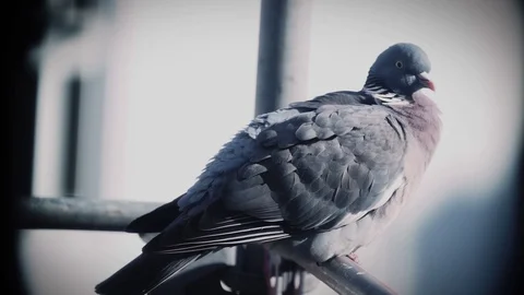Closeup of pigeon on scaffold Stock Footage 91375975