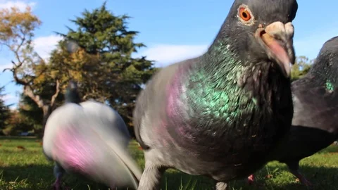 Closeup pigeons eating bread Stock Footage 97623890