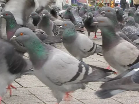 Closeup of Pigeons Stock Footage 49625816