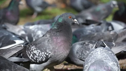 Closeup pigeons Stock Footage 112431200