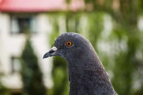 Closeup of a pigeon's head. Stock Photos