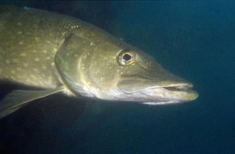 Closeup of pike Stock Photos