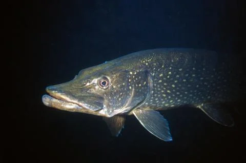 Closeup of pike Stock Photos