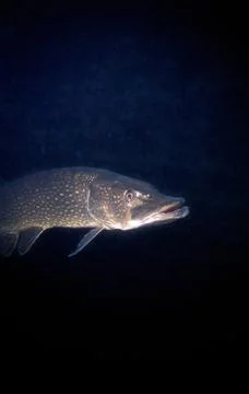 Closeup of a pike Stock Photos