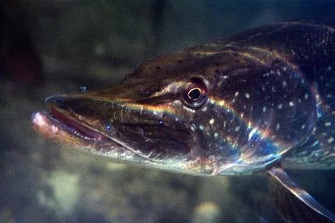 Closeup of a pike Foto stock