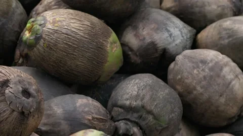 Closeup of pile of coconut on the ground Stock Footage 274118203