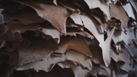 Closeup of a pile of dry leathers with uneven edges. Stock Footage