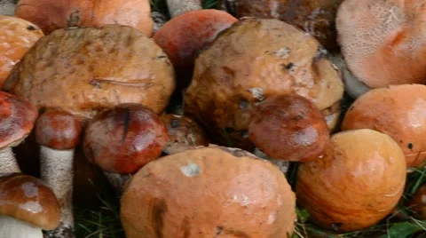 Closeup pile stack wet orange-cap red cap mushrooms grass Stock Footage 20540969