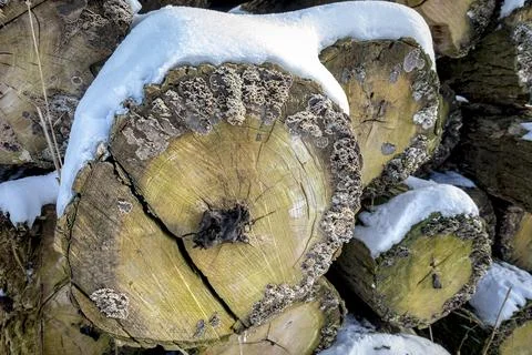 Closeup of a pile of tree logs are stacked and covered with winter snow Stock Photos