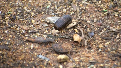 Closeup of a pill bug moving on the soil, high quality footage. Stock-Footage 341345906