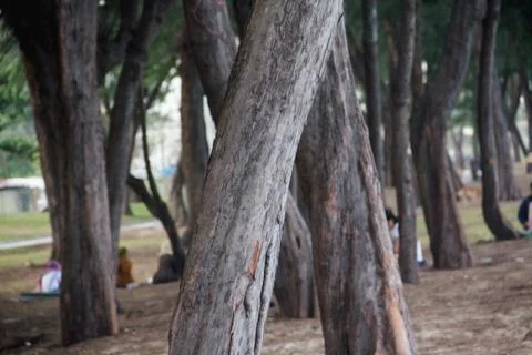 Closeup Pine Beach Stock Photos