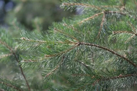 Closeup of pine branch covered with fresh rain droplets, showing green needle Stock Photos
