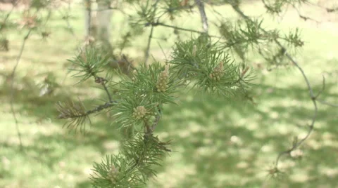 Closeup pine branch move in the wind Stock Footage 55154961