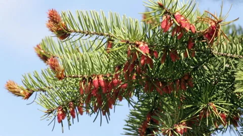 Closeup of pine branch with new brown cones in sunny day trembling in the wind. 스톡 동영상 49481635