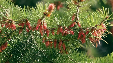 Closeup of pine branch with new brown cones in sunny day trembling in the wind. Vídeos de archivo 49481646