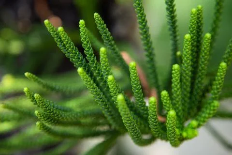 Closeup of pine branch Stock Photos